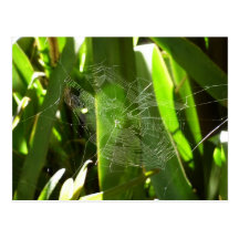 Spiderweb in Tropical Leaves Postcard