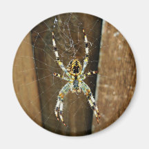 Spidey the Big Brown Spider Fridge Magnet