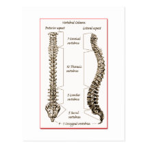 Spine Details Sepia2 Postcard