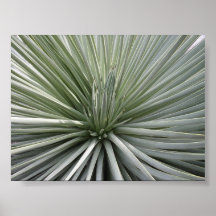 "Spines" Print
