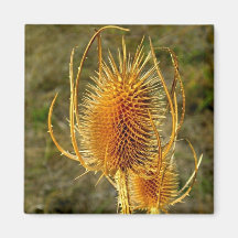 Spiny Dancer Golden Cattail Magnet