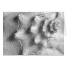 Spiralling conch greeting cards