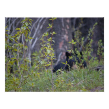 Spooky Bear Art Photo