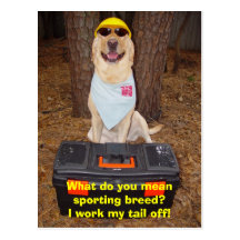Sporting Breed? Postcards