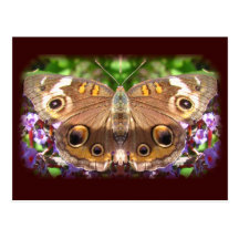Spotted Butterfly ~ postcard