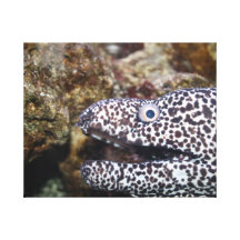 spotted eel right side aquarium animal gallery wrapped canvas