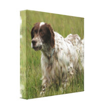 Spotted English Setter Dog Canvas Print