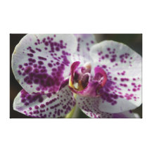 Spotted Flower Canvas Stretched Canvas Prints
