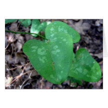 Spotted Leaf Note Card