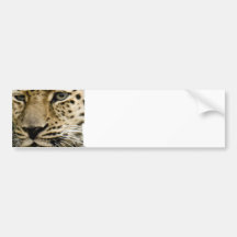 Spotted Leopard Bumper Sticker