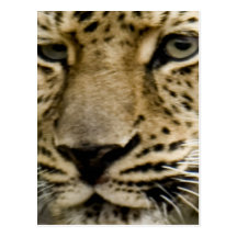 Spotted Leopard Postcard