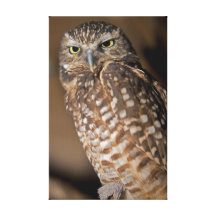Spotted  Owl Gallery Wrapped Canvas
