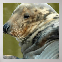 Spotted Seal Poster