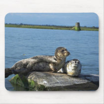 Spotted Seals mousepads