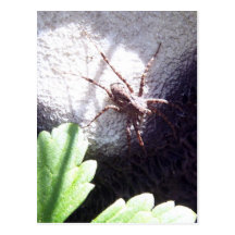 Spotted Spider Postcards