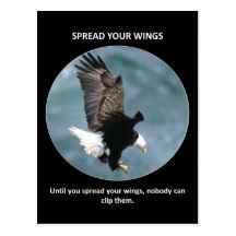 spread-your-wings post cards