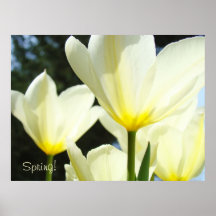 Spring art prints Tulip Flowers Glowing