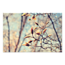 Spring buds photo print