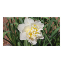 Spring Daffodil Photo Card