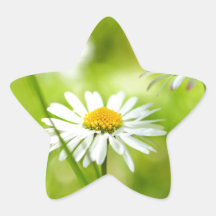 Spring daisies close up stickers