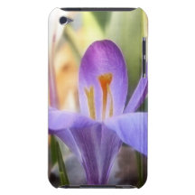 Spring Garden - Crocuses Barely There iPod Cover