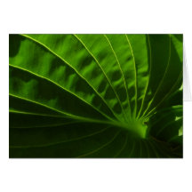 Spring Green Hosta Leaf Note Card
