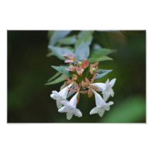 Spring in Bloom Art Photo