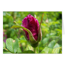 Spring In Maine Greeting Cards