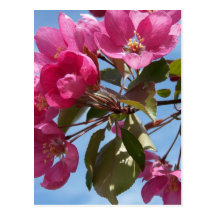 Spring In Maine Post Cards
