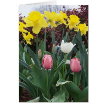 Spring is Here! Greeting Cards