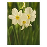 Spring Narcissus (Daffodil) Flower Photograph