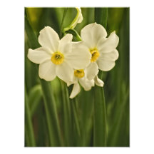 Spring Narcissus (Daffodil) Flower Photograph