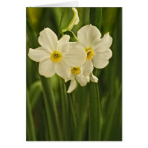 Spring Narcissus (Daffodil) Flower Photograph Greeting Cards