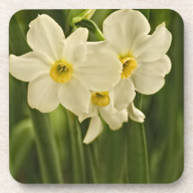 Spring Narcissus (Daffodil) Flower Photograph Beverage Coasters