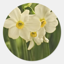Spring Narcissus (Daffodil) Flower Photograph Stickers