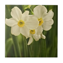 Spring Narcissus (Daffodil) Flower Photograph Tile