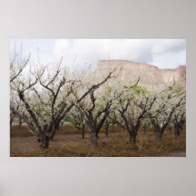Spring on Orchard Mesa Print