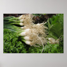 Spring onions and lettuce posters