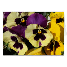 Spring Pansies Greeting Card