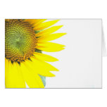 Spring sunflowers cards
