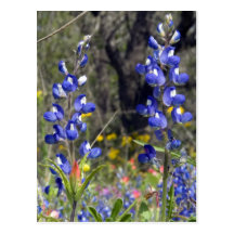 Spring Time Post Cards