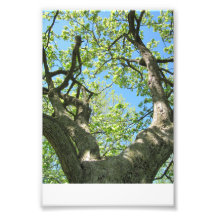 Spring Time Trees starting to Bud Art Photo