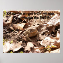 Spring Toad a Posters