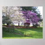 Spring Trees Poster Print