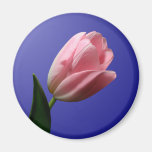 Spring Wedding Tulip Magnet