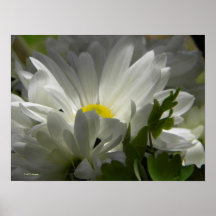 Spring white 1 print