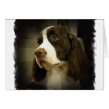 Springer Spaniel Greeting Card