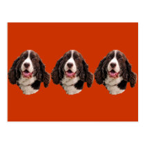 Springer Spaniel Head postcards