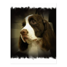 Springer Spaniel Postcard