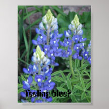 springpics 022, feeling blue? print